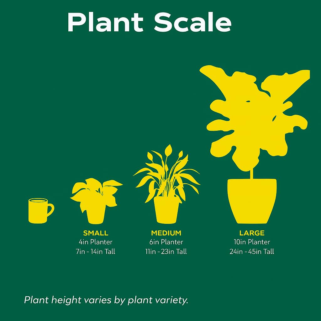 English Ivy Glacier | Live Plant for Indoor & Outdoor | for Living Room, Office, Bathroom | (3" Pot)
