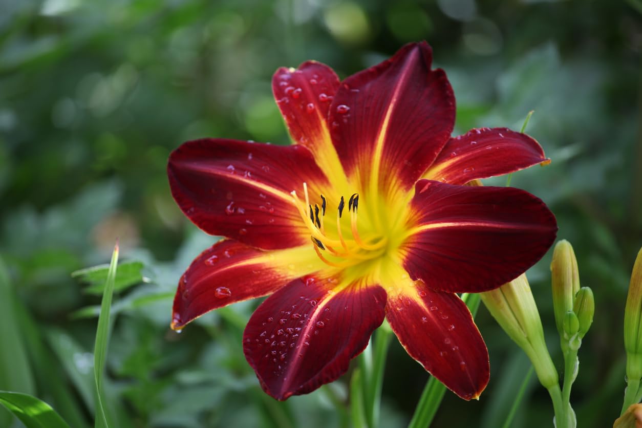 6 Pack - Daylilies by The Dozen, Easy to Grow, Growers Choice (6 Bareroots)