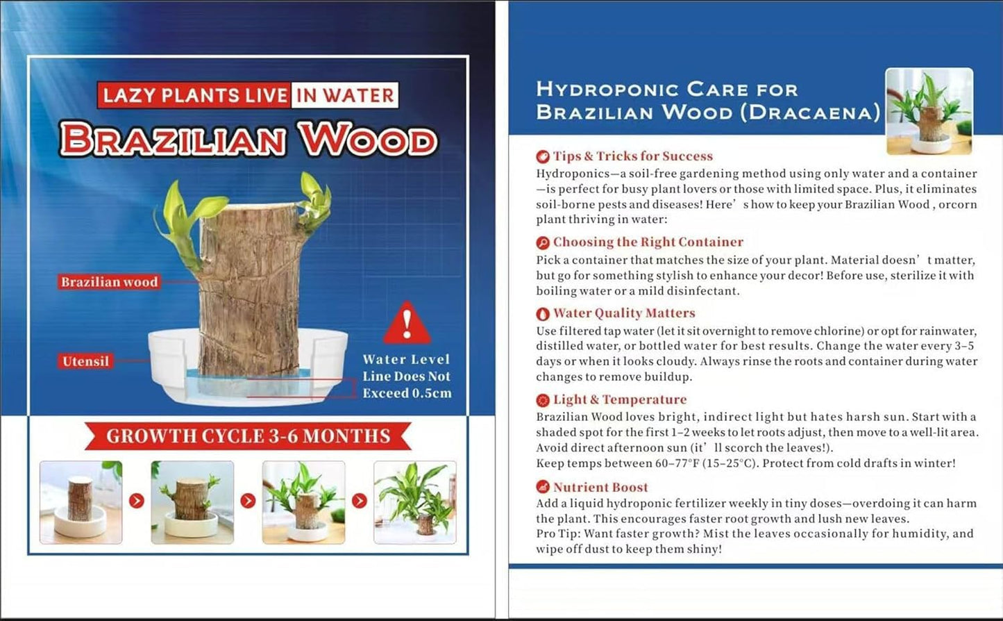 Brazilian Lucky Wood,Easy to Maintain and Purify the Air Brazilian Wood,Suitable for Living Rooms, Kitchens, Bedrooms, Desks, and Outdoor Gardens (2C)