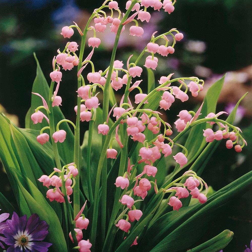Votaniki Pink Lily of The Valley Bare Root - Hardy Perennial, Bell Shaped & Fragrant Flowers | Spring Flowers, Convallaria Majalis VAR. 'Rosea', Easy to Grow (6 Pack)