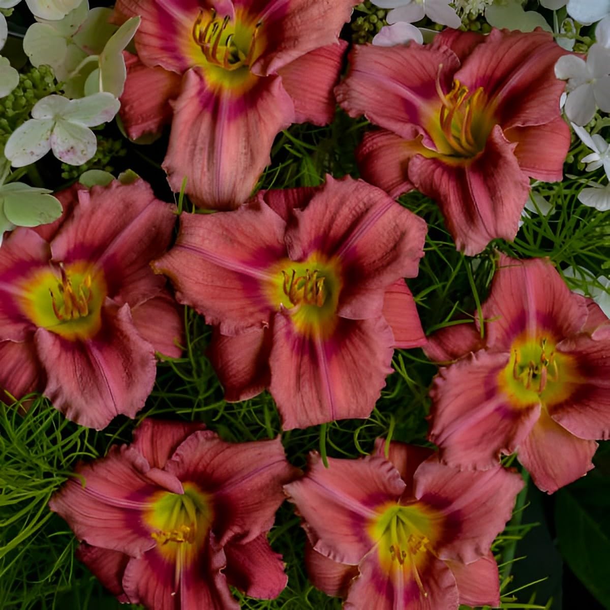 Votaniki Hemerocallis 'Rosey Returns Daylily' - Long Blooming, Perennial Daylily Bare Root for Plant | Perfect Addition to Any Garden - Easy to Gow and Low Maintenance (2 Pack)
