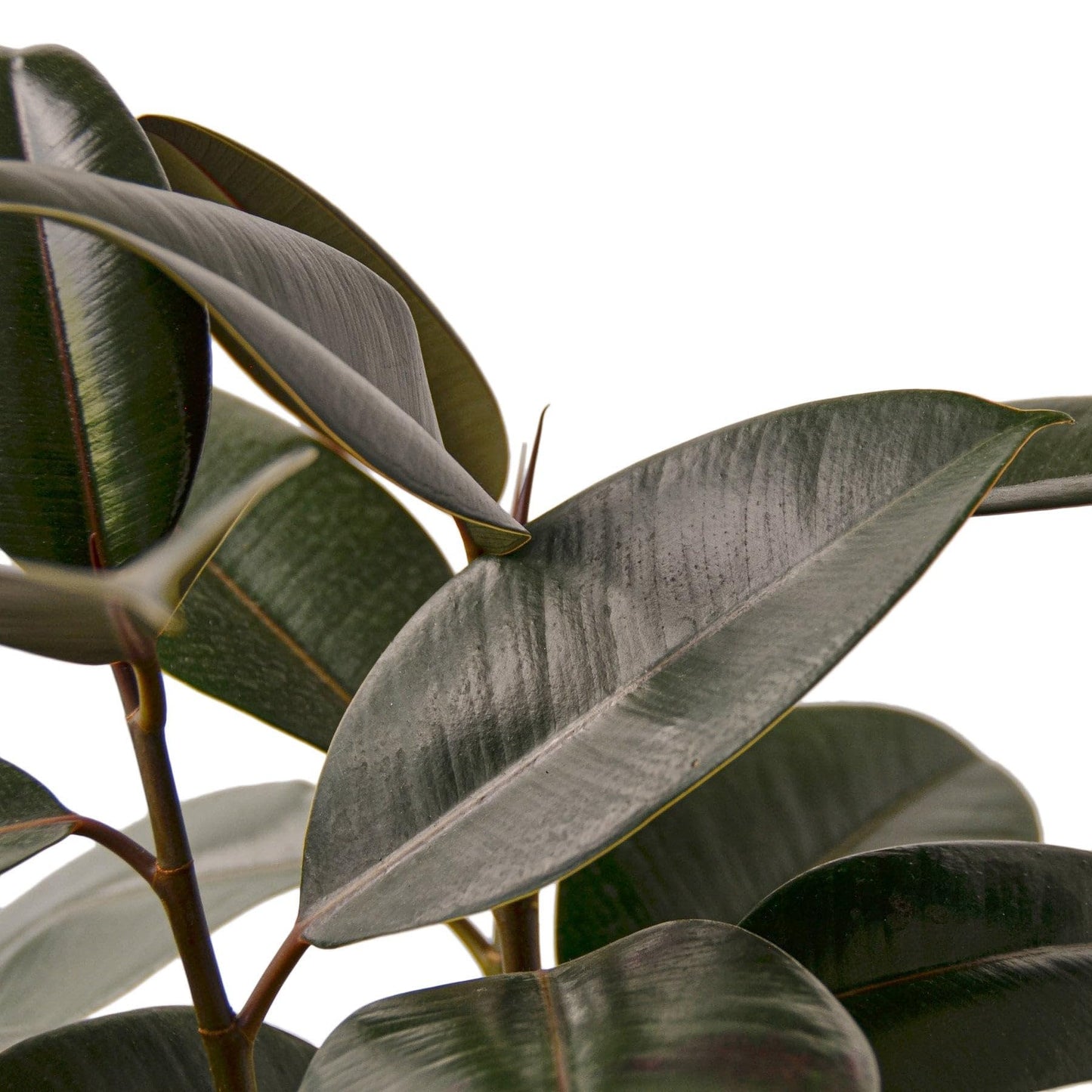 5 Pack Ficus Elastica 'Burgundy' in 4in Pot - Live Plants Tropical Houseplants | Variegated | USA Growers | The Snobby Leaf