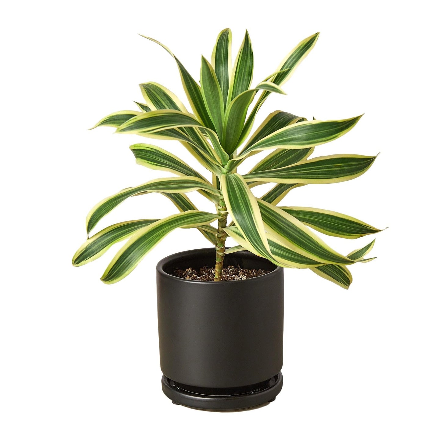 3 Pack Dracaena 'Song of India' in 6in Pot - Live Plants Tropical Houseplants | Variegated | USA Growers | The Snobby Leaf