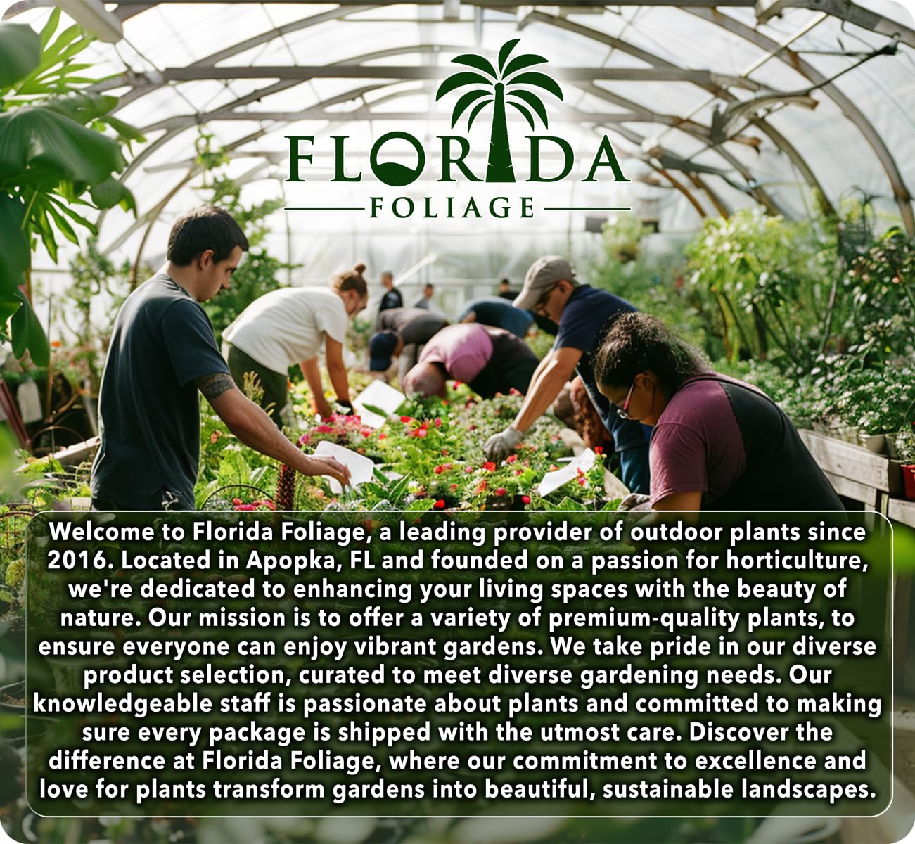 Croton Sloppy Painter Eleanor Roosevelt | 10 Live Plants | Codiaeum Variegatum | Outdoor Indoor Foliage, Tropical Houseplant, Easy Care, Vibrant Leaves, Unique Variegation, Low Light Adaptable