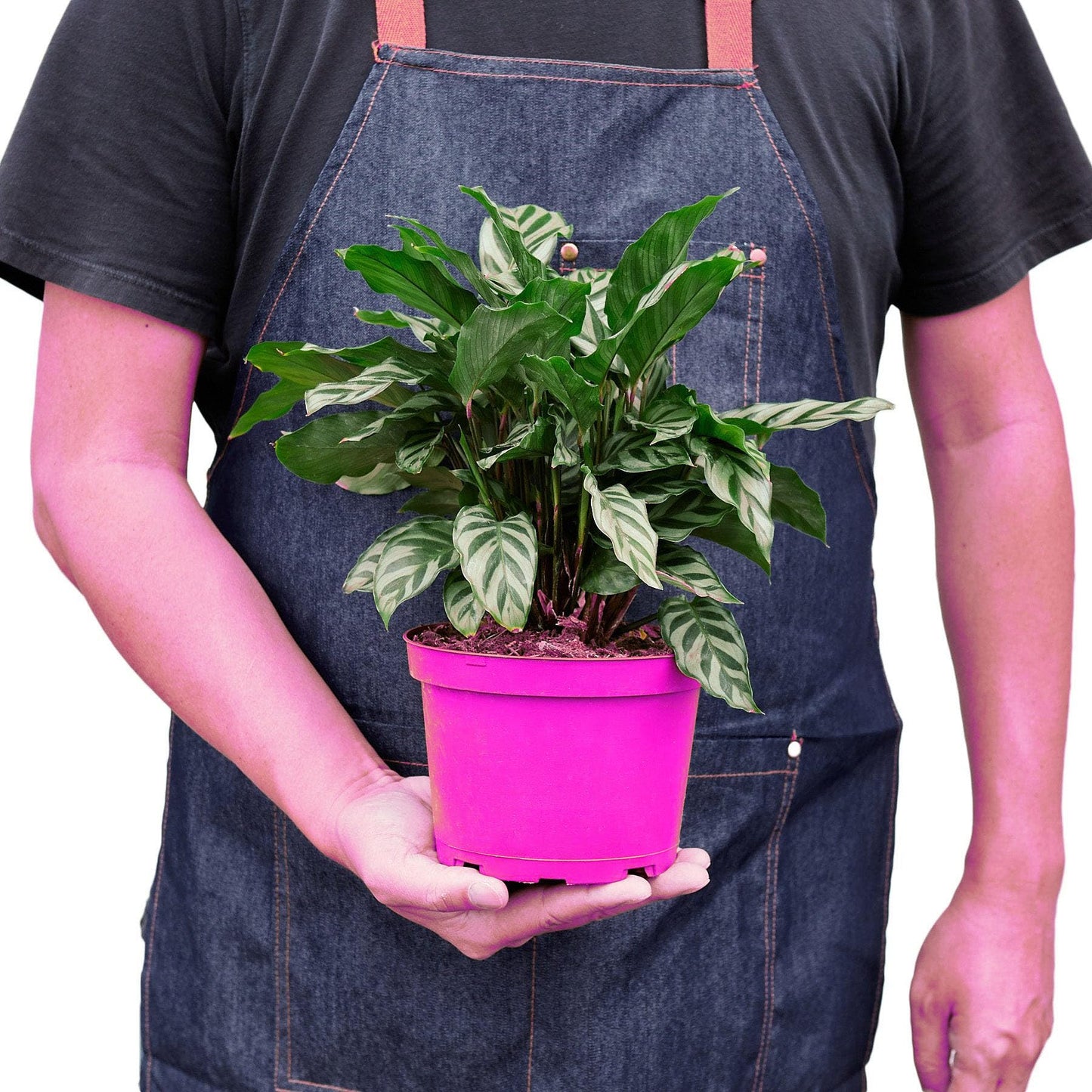 3 Pack Calathea Concinna 'Freddie' in 6in Pot - Live Tropical Houseplant - Easy to Grow | Air Purifying | Pet Friendly | Variegated | USA Growers | The Snobby Leaf