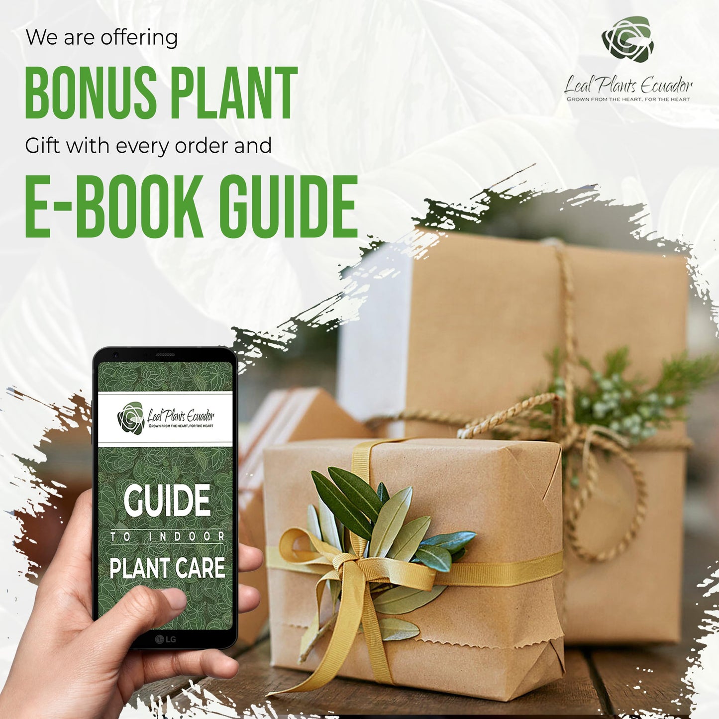 LEAL PLANTS ECUADOR Sansevieria Sunny Star (Pack of 2)| Sansevieria Laurentii – Sansevieria trifasciata Indoor Plant, Variegated Snake Plant, Unique Gift for Plant Lovers