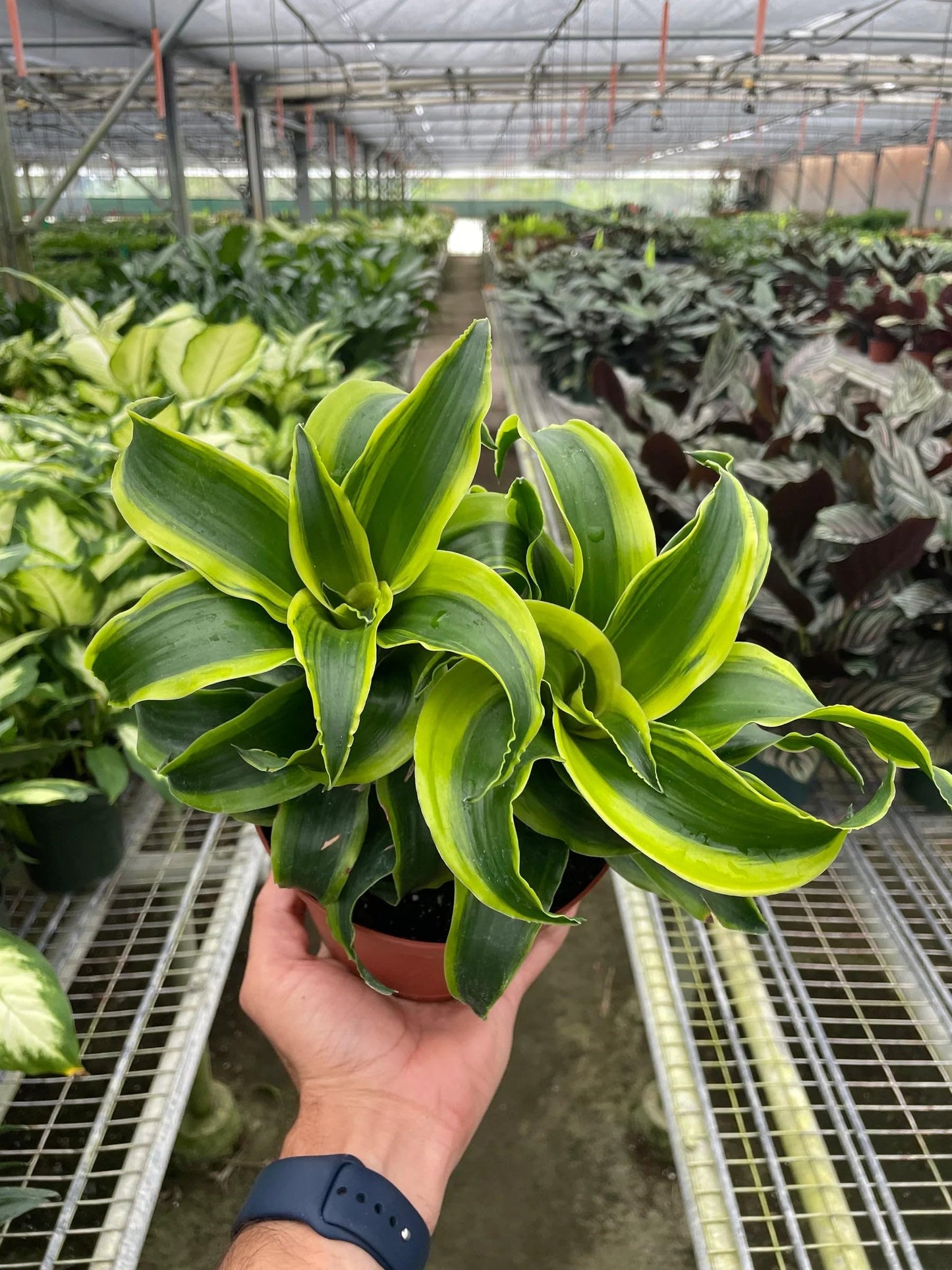 5 Pack Dracaena 'Tornado' in 4in Pot - Live Plants Tropical Houseplants | Variegated | USA Growers | The Snobby Leaf