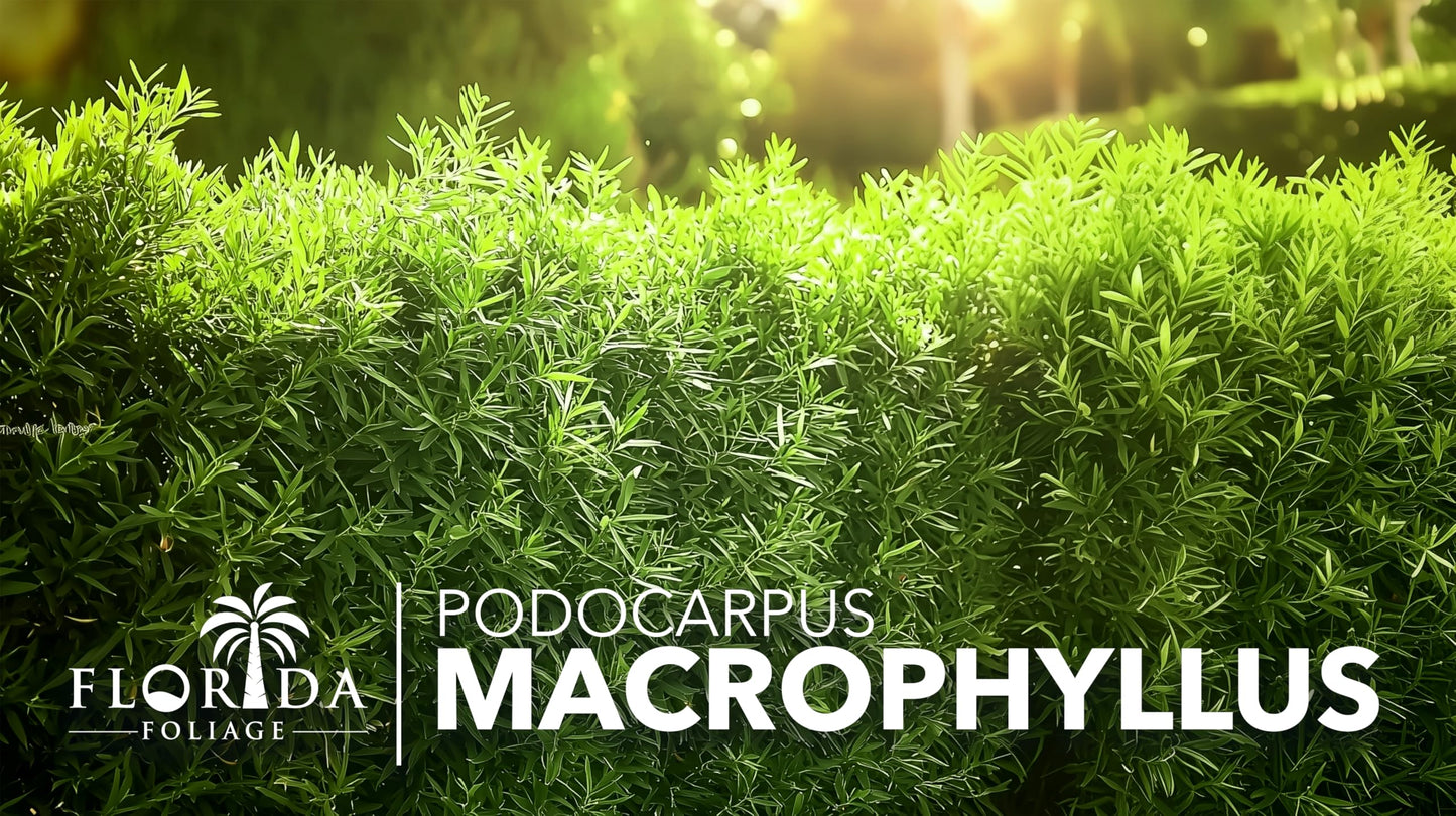 Podocarpus Macrophyllus Japanese Yew | 3 Live Plants | Podocarpus macrophyllus | Privacy Hedge Shrub | Evergreen Landscaping Plants for Gardens & Borders