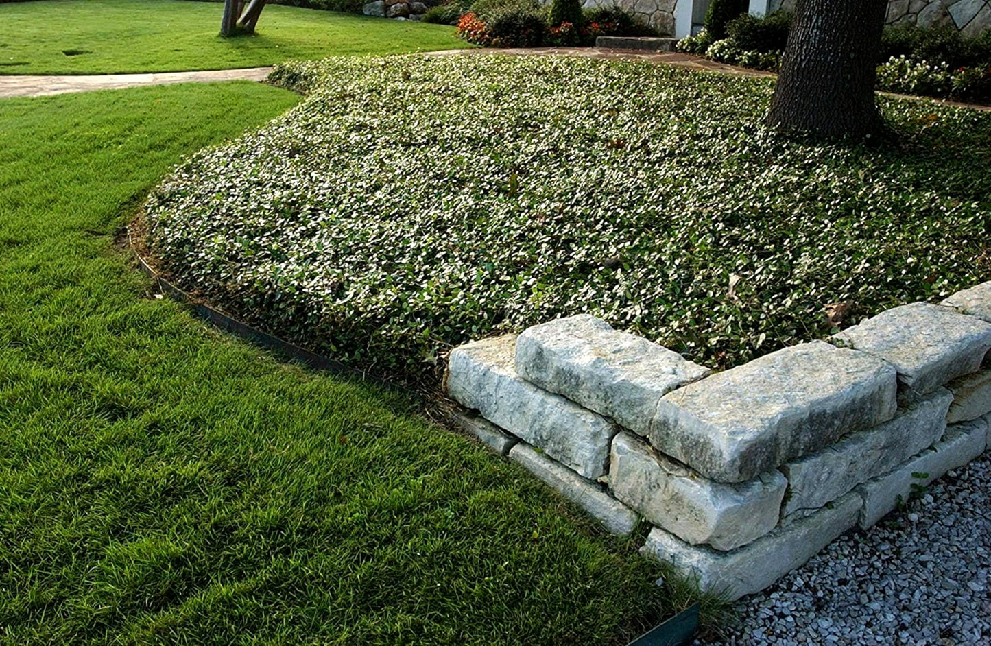 Asiatic Jasmine Minima | 20 Live Plants | Trachelospermum Asiaticum | Ground Cover, Fast Growing, Low Maintenance Evergreen, Cold Hardy, Drought Tolerant, Dense Growth, Landscaping