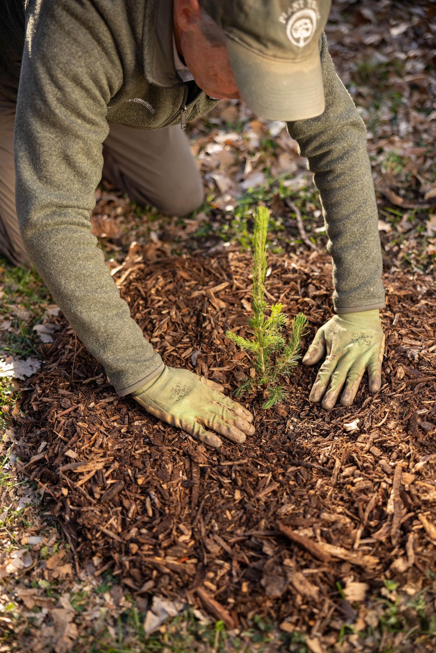 Colorado Blue Spruce Tree Plug Seedlings | 6"-12" | Arbor Day Foundation (10-Pack)