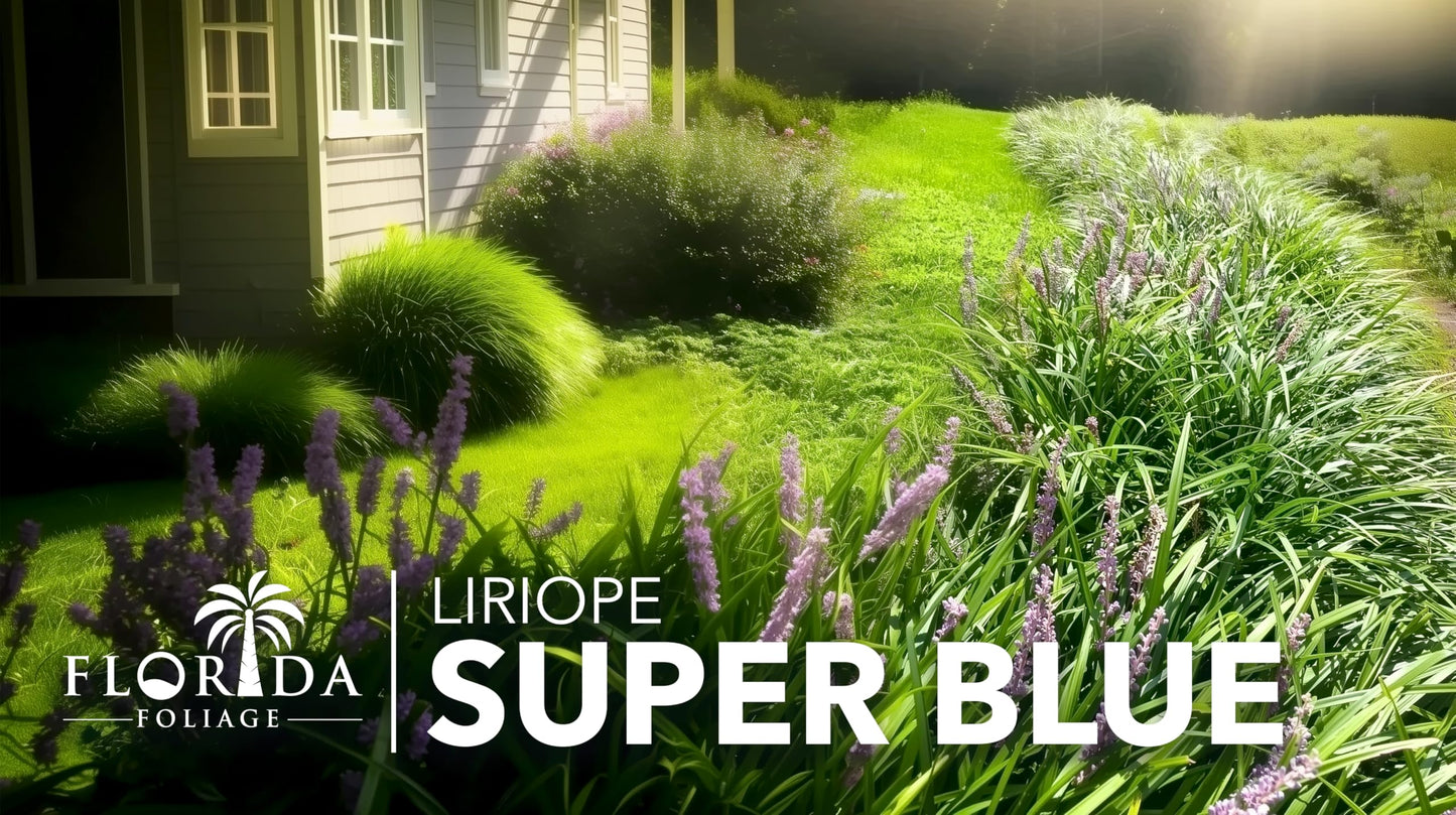 Super Blue Liriope Muscari - 3 Live Plants - Evergreen Ground Cover Grass