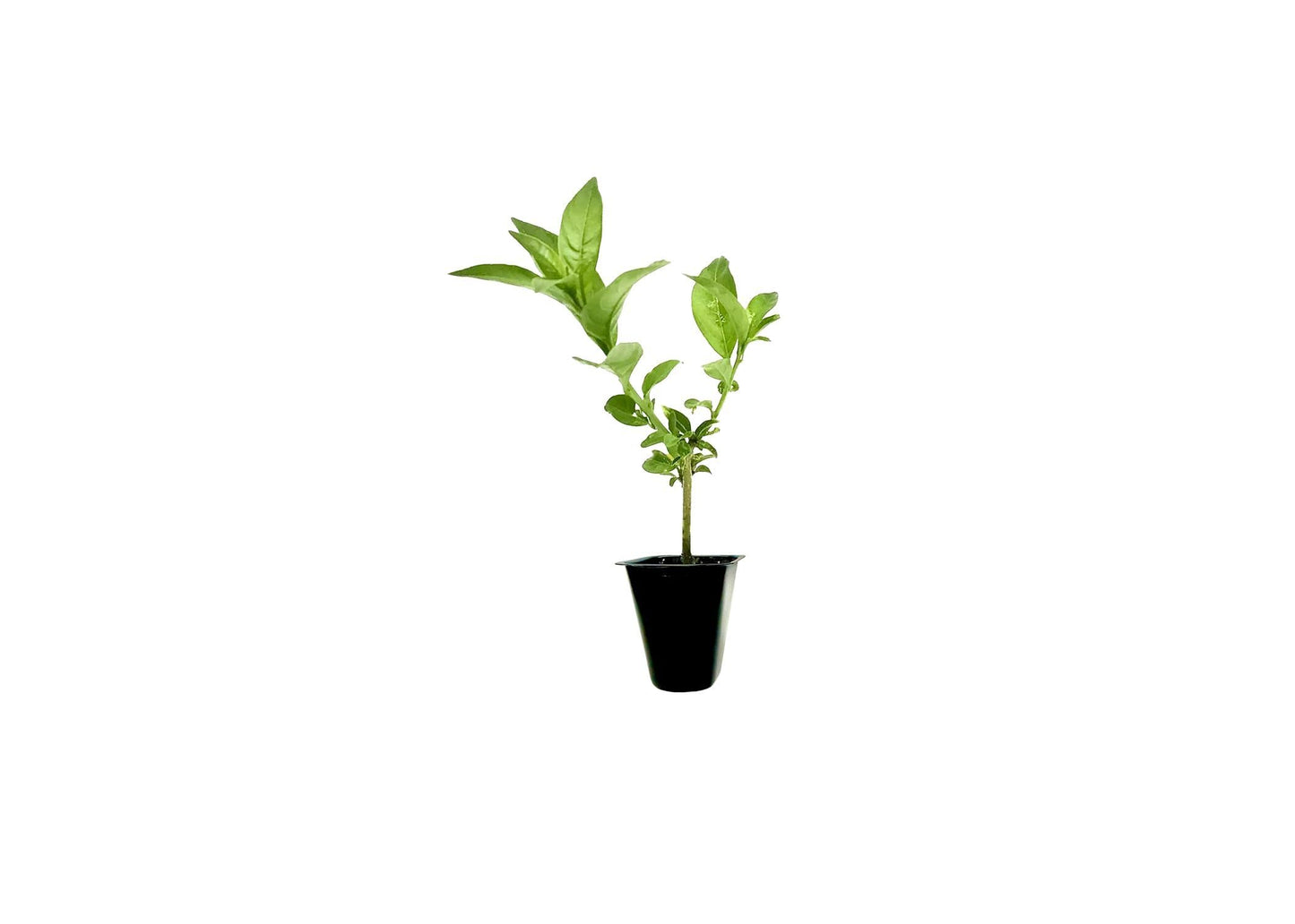 Night Blooming Jasmine I 40 Live Plants I Cestrum Nocturnum | Fragrant White Flowers for Evening Garden Bliss, Perfect for Container Gardening, Easy to Grow