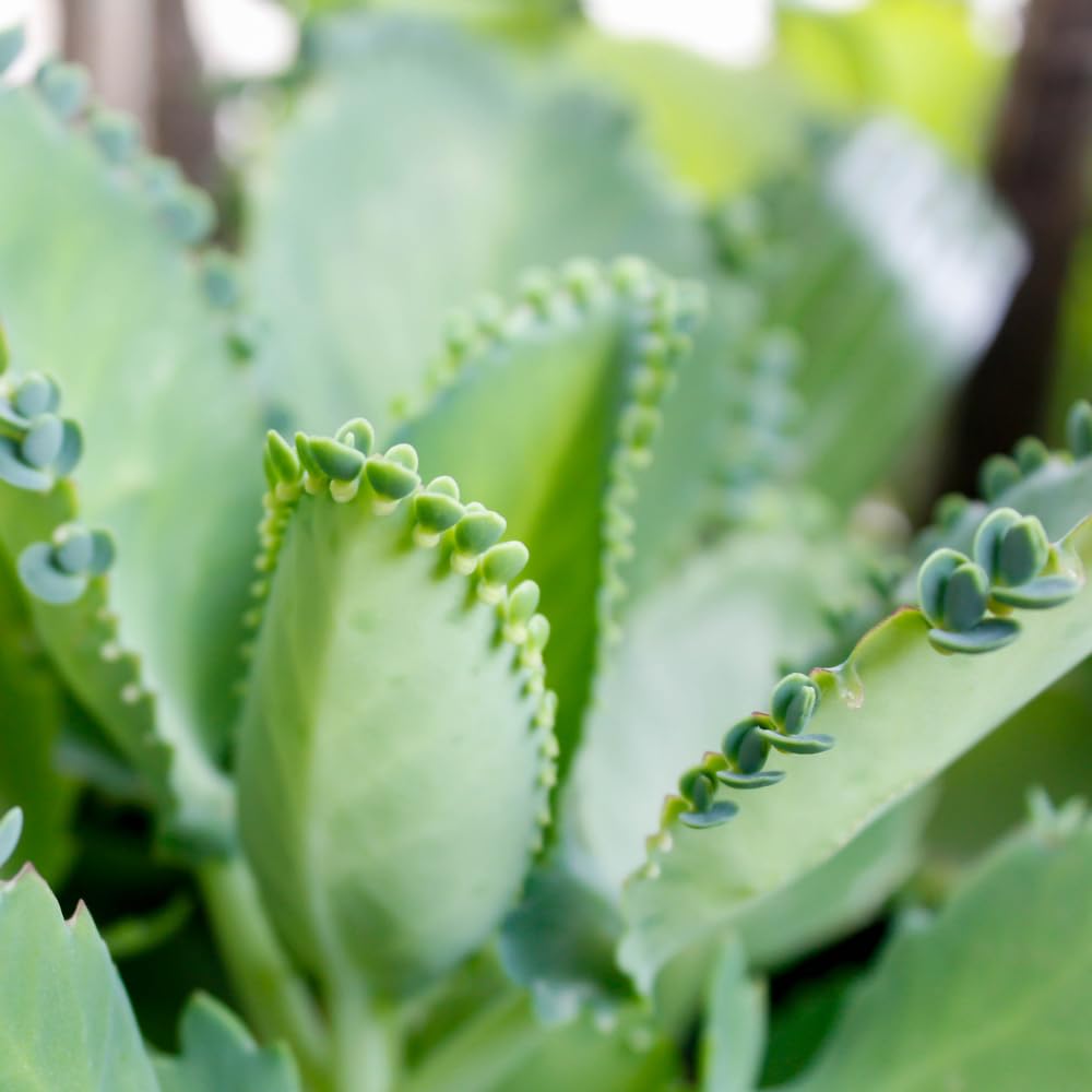 Live Mother of Thousands Plant Kalanchoe Starter Plants, Kalanchoe Houseplants Succulent, 2.5 Inch Pot