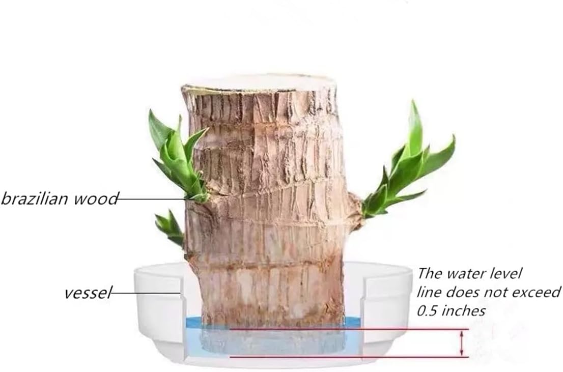 Brazilian Lucky Wood，Easy to Maintain and Purify the Air Brazilian Wood，Suitable for Living Rooms, Kitchens, Bedrooms, Desks, and Outdoor Gardens (2C)