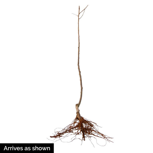 GURNEY'S - McIntosh Apple Fruit Tree, Dormant Bare Root Starter Tree, 1-Pack - Due to State restrictions Can't Ship to Montana