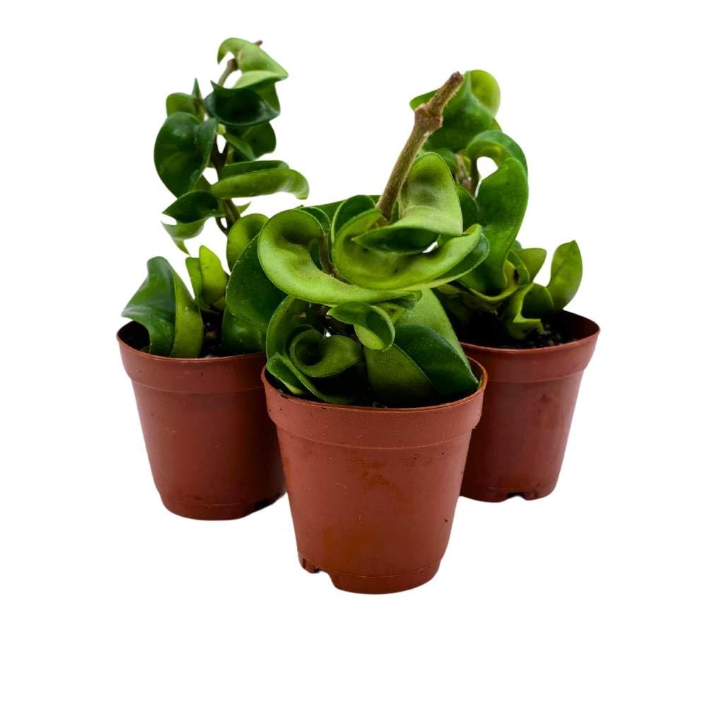 BubbleBlooms Hoya Green Hindu Rope 2 inch Set of 3 Crinkle Wax Plant Porcelain Flower Tiny Mini Pixie Plants