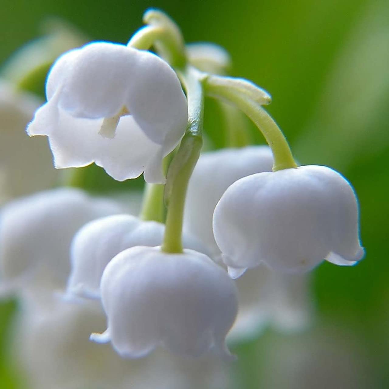 Votaniki White Lily of The Valley - Fragrant, Long Lasting Blooms, Perennial (Convallaria Majalis) Lily of the Valley Bare Root for Planting | Spring Flower, Perfect for Outdoor & Indoor (50 Pack)