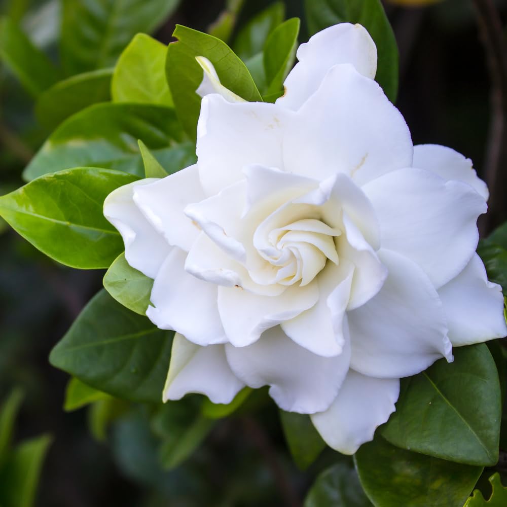 Jasmine Plant, Fragrant Jasmine Flower Vine 4-8 Inches Well Rooted for Container, Hanging Basket Growing (Frostproof Cape)