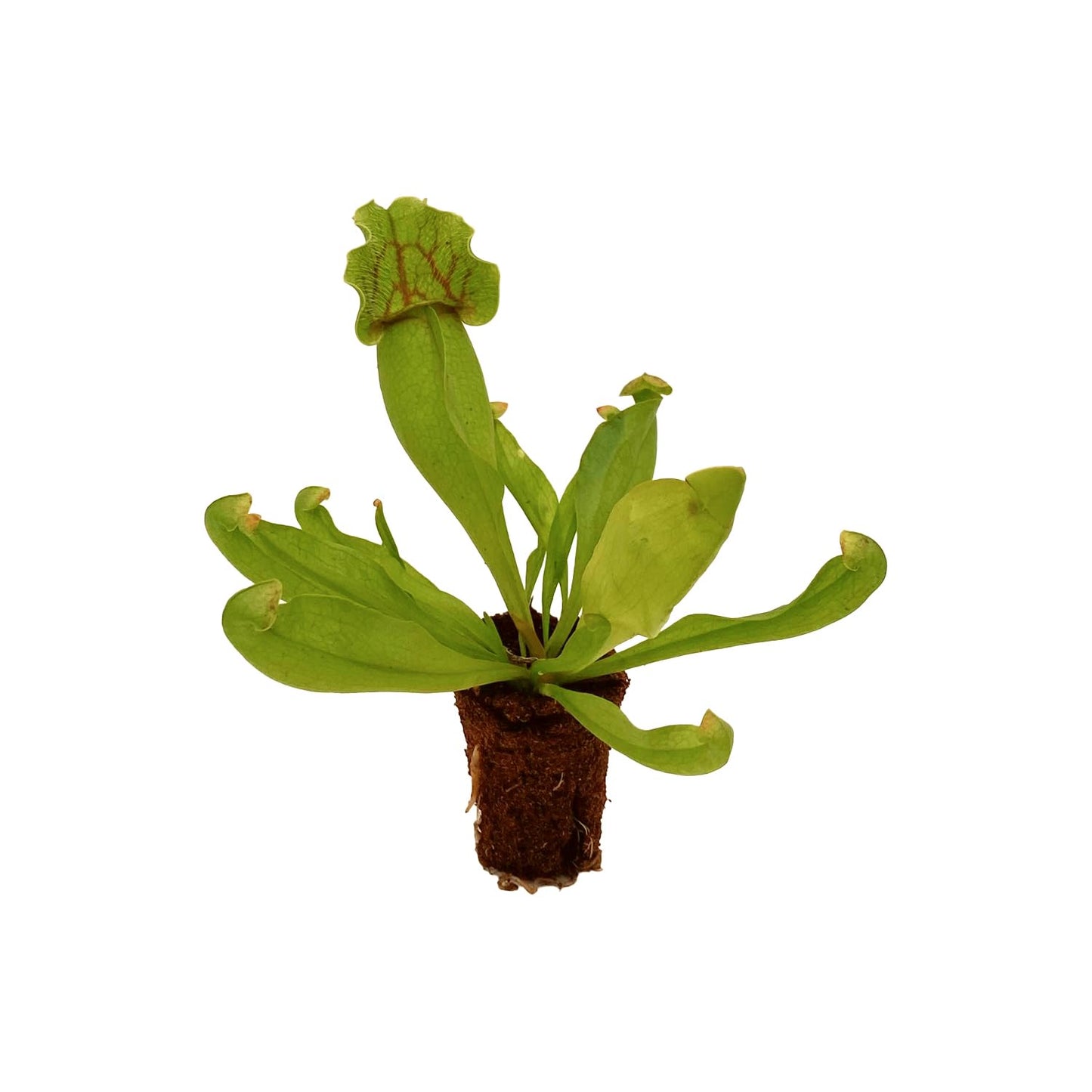 ragnaroc Sarracenia Purpurea SSP. Venosa 2-4" (Purple Pitcher Plant) 8ct – Live Plant for Indoor Outdoor Use, Carnivorous Plants – Live Arrival Guaranteed