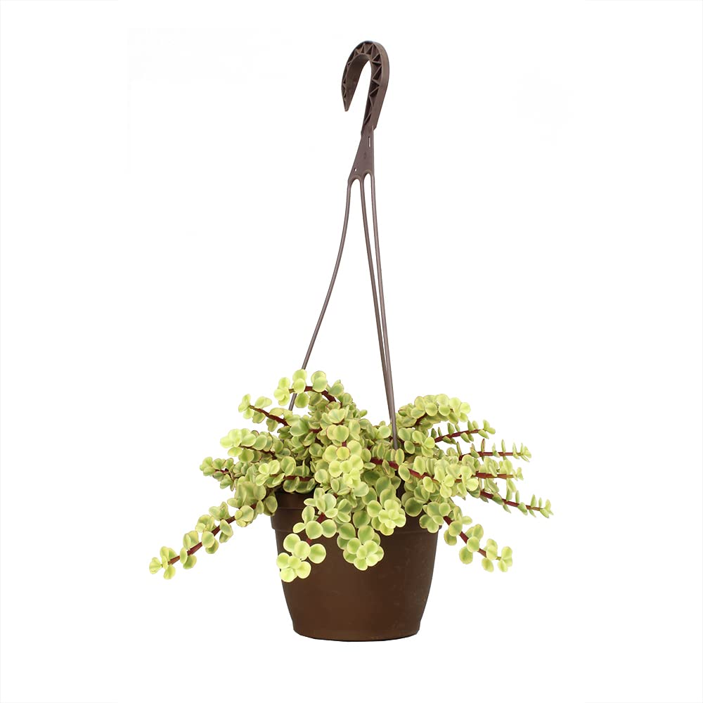 Variegated Portulacaria Afra Live Plants Indoor Plants, Succulents Plants Live Hanging Plants, Hanging Planter Basket Succulent Gift, Live Succulents Plants Live Houseplants by Plants for Pets
