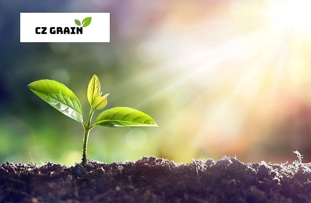 Blue Hawaii Elephant Ear Bulbs for Planting - Grow Stunning Colocasia Esculenta (1 Bulb)