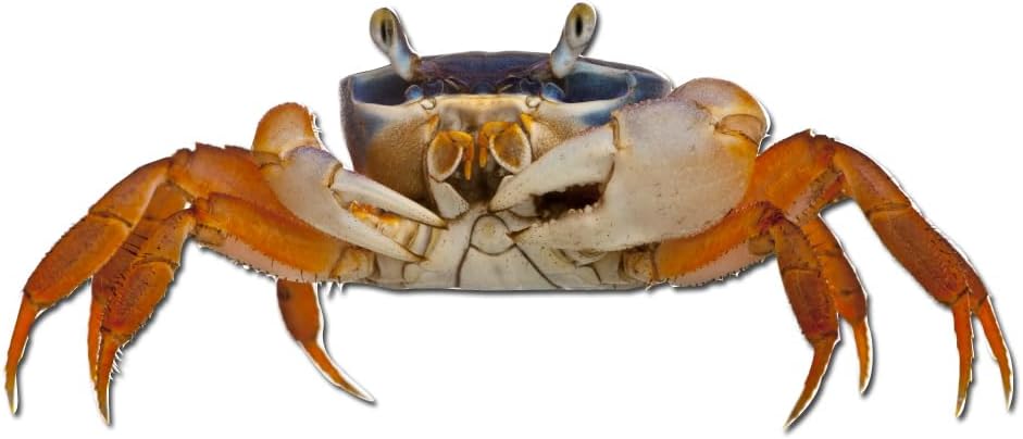 Milk Mug Designs 3 inch Patriot Crab Static Cling