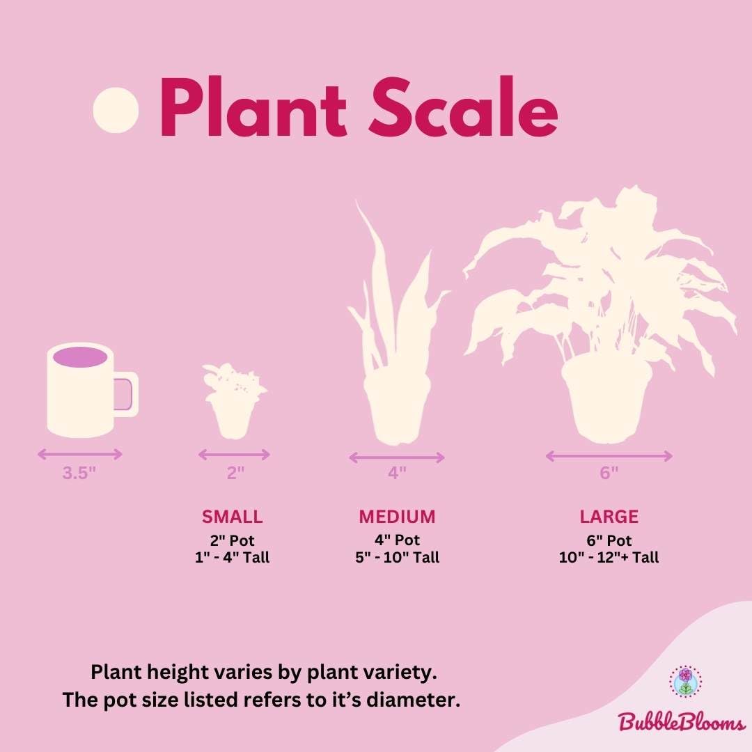 BubbleBlooms Calathea Musaica, 4 inch Calathea Network Prayer Plant Rare