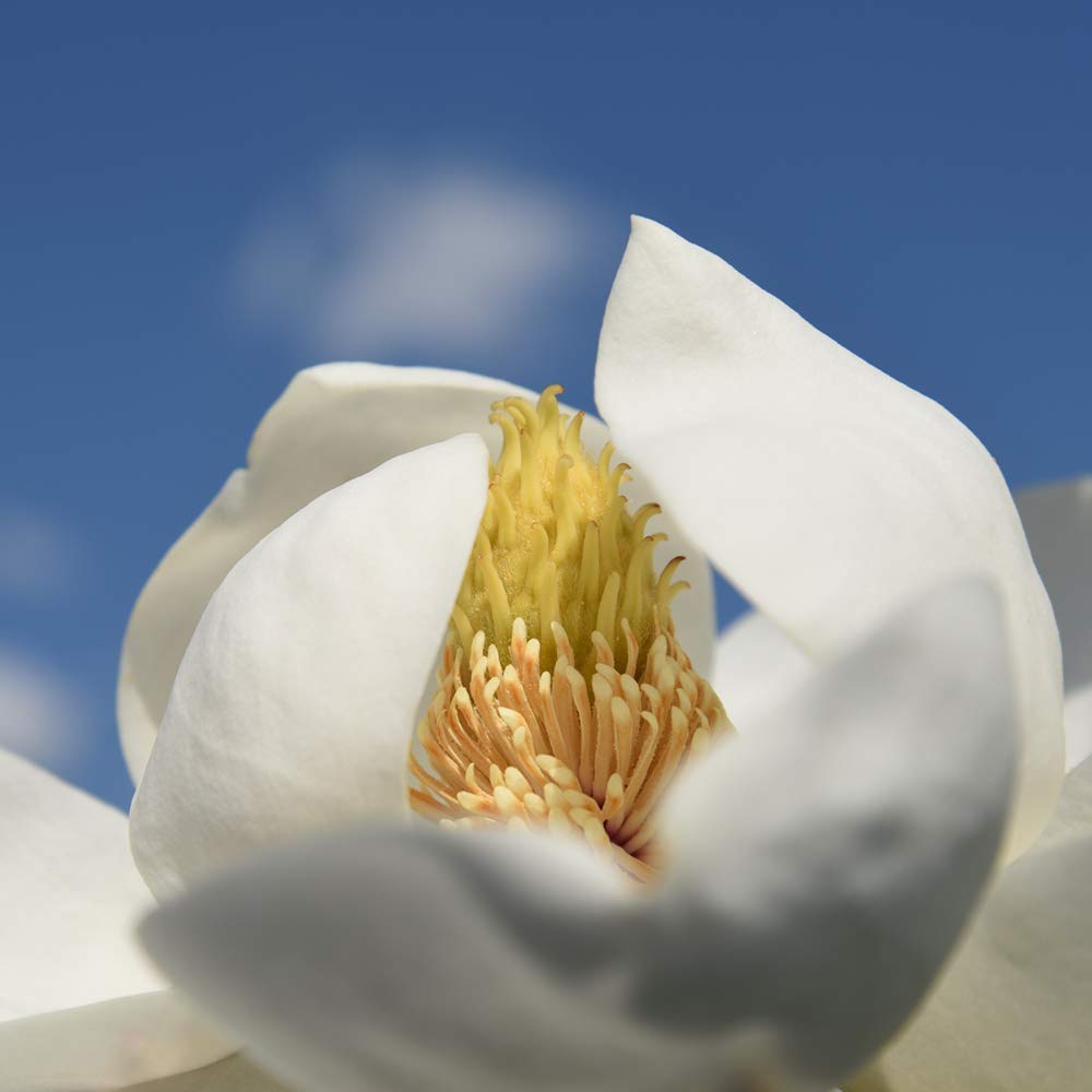 Perfect Plants Little Gem Magnolia Live Plant, 2-3', Includes Care Guide