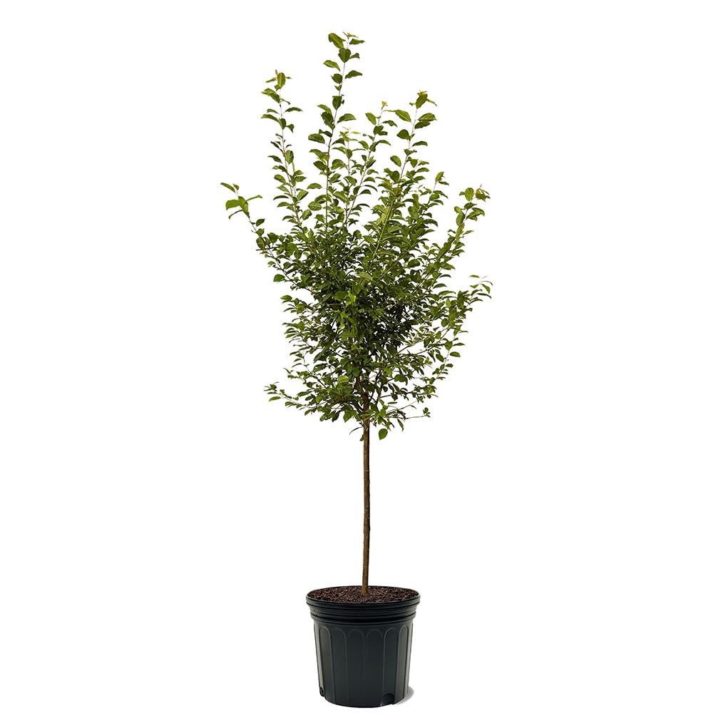 Apricot Plum, Unique Hybrid Plum with Apricot-Like Flavor and Juicy Flesh for Fresh Eating, 3-4 ft Tree Height, 7 gal. Grower Pot (Due to Agricultural Laws, we Cannot Ship to CA, AZ, AK, or HI)