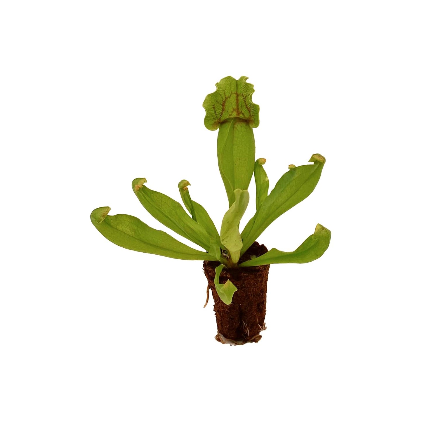 ragnaroc Sarracenia Purpurea SSP. Venosa 2-4" (Purple Pitcher Plant) 8ct – Live Plant for Indoor Outdoor Use, Carnivorous Plants – Live Arrival Guaranteed