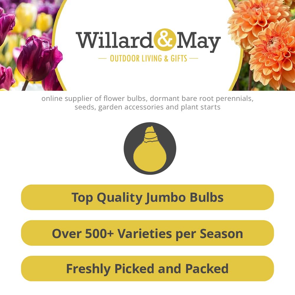 25 Pink Ranunculus Bulbs Spring Planting - Buttercup Flower Bulb Value Bag - Plant in Gardens, Containers & Flowerbeds - Easy to Grow Perennial Flowers Bulbs by Willard & May