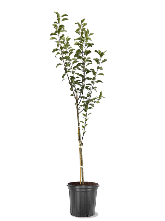 American Plant Exchange Apple Tree 'Enterprise' – Live Fruit-Bearing Plant, 5-Gallon Pot, Cold-Hardy, Disease-Resistant, Crisp Tart Red Harvest for Orchards, Backyard Gardens & Edible Landscapes