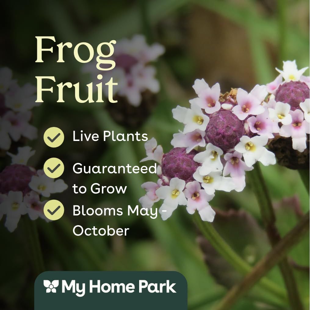 Frogfruit 6 Live Plants (Phyla nodiflora) – Native Groundcover for Pollinator Gardens & Lawn Alternative, Low Growing Perennial, Drought Tolerant, Full Sun Landscaping Plant