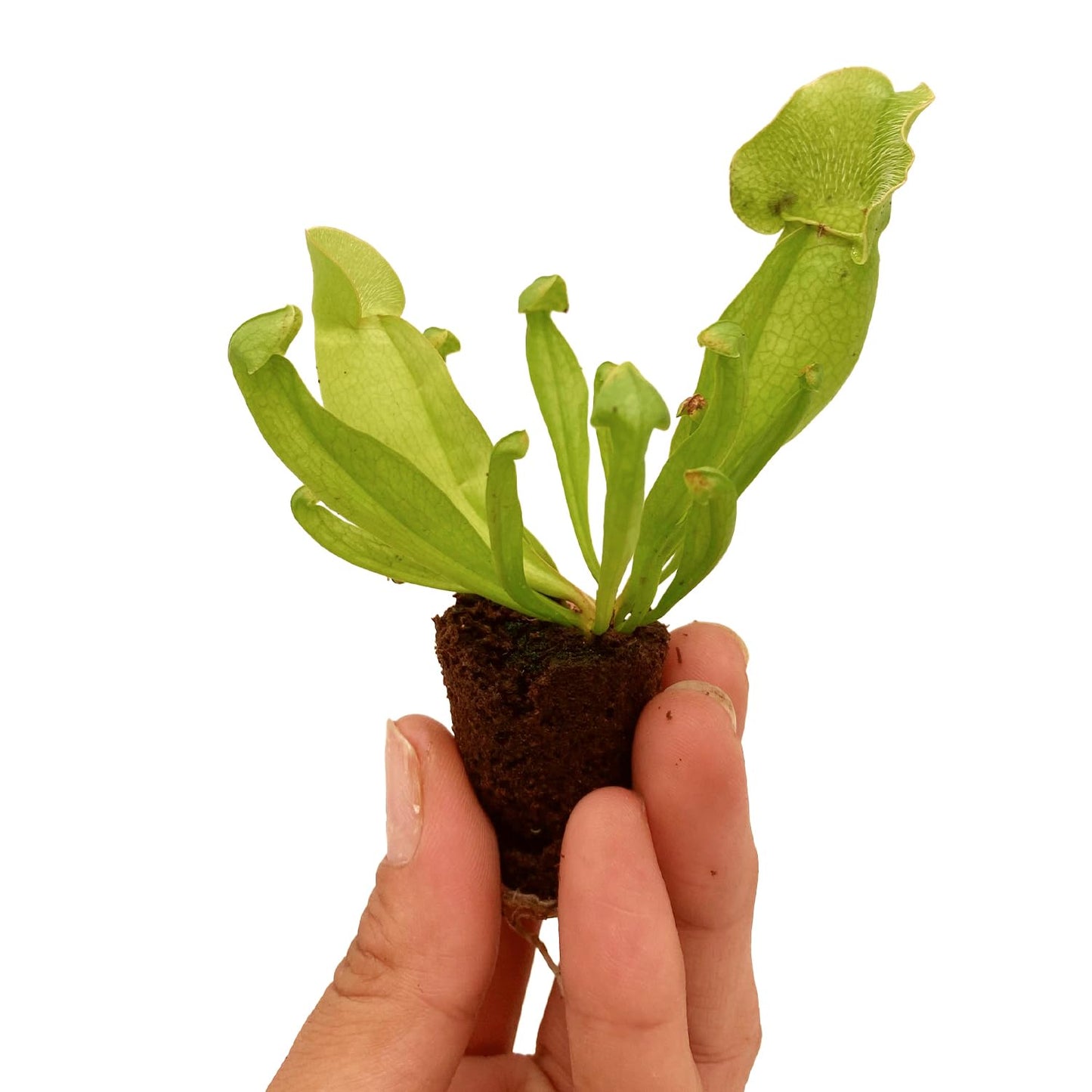 ragnaroc Sarracenia Purpurea SSP. Venosa 2-4" (Purple Pitcher Plant) 8ct – Live Plant for Indoor Outdoor Use, Carnivorous Plants – Live Arrival Guaranteed