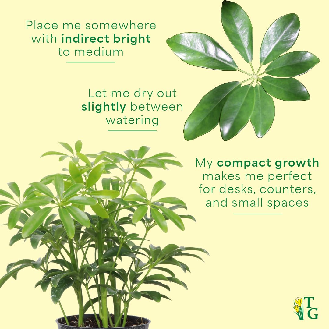 Thorsen's Greenhouse Live Arboricola Umbrella Tree Plant, Schefflera Arboricola, Natural Air Purifier, Easy to Grow, Live Indoor Houseplant, 6-inch Diameter (Chocolate (6" Pot))