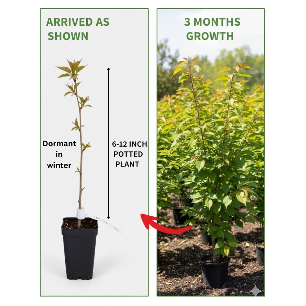 Cherry Blossom Tree Live Plant, 8-12" Tall, Ornamental Flowers for Outdoor Planting, in Pot (Double Pink Cherry)