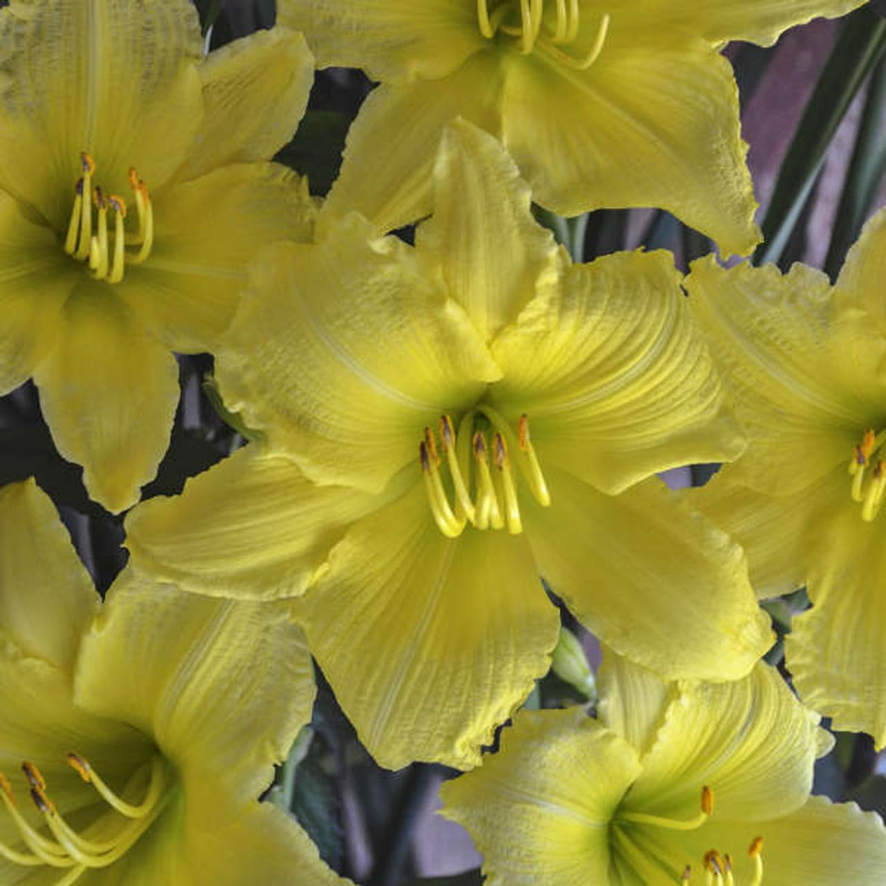 Votaniki Hemerocallis ‘Big Time Happy’ (Reblooming Daylily) Roots – Hardy Perennial & Fragrant Flowers for Summer Gardens | Long Blooming Daylily, Easy to Grow (6 Pack)