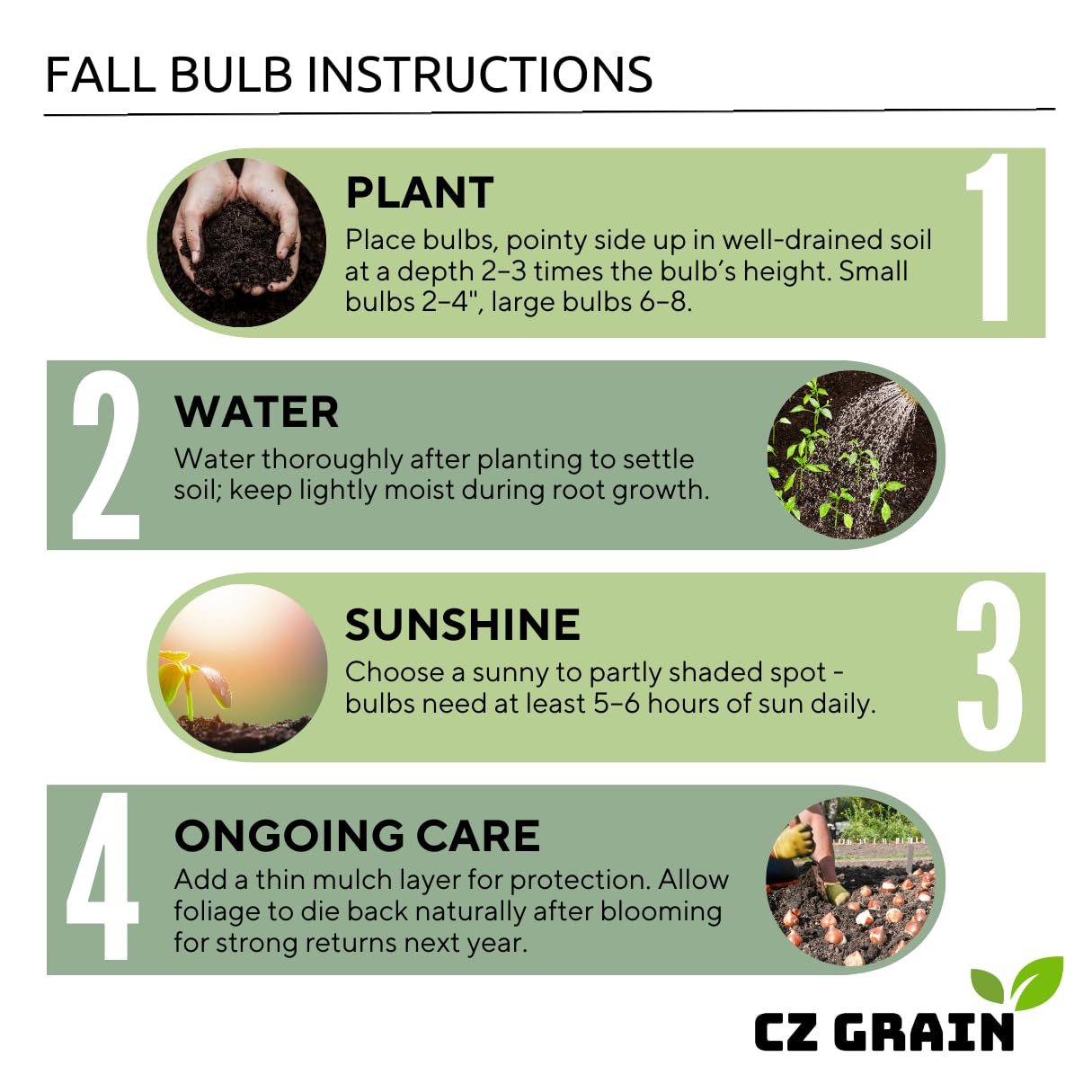 6 Pinky Swear Caladium Bulbs for Planting - Perennial Hosta, Elephant Ears, Fancy (6 Bulbs)