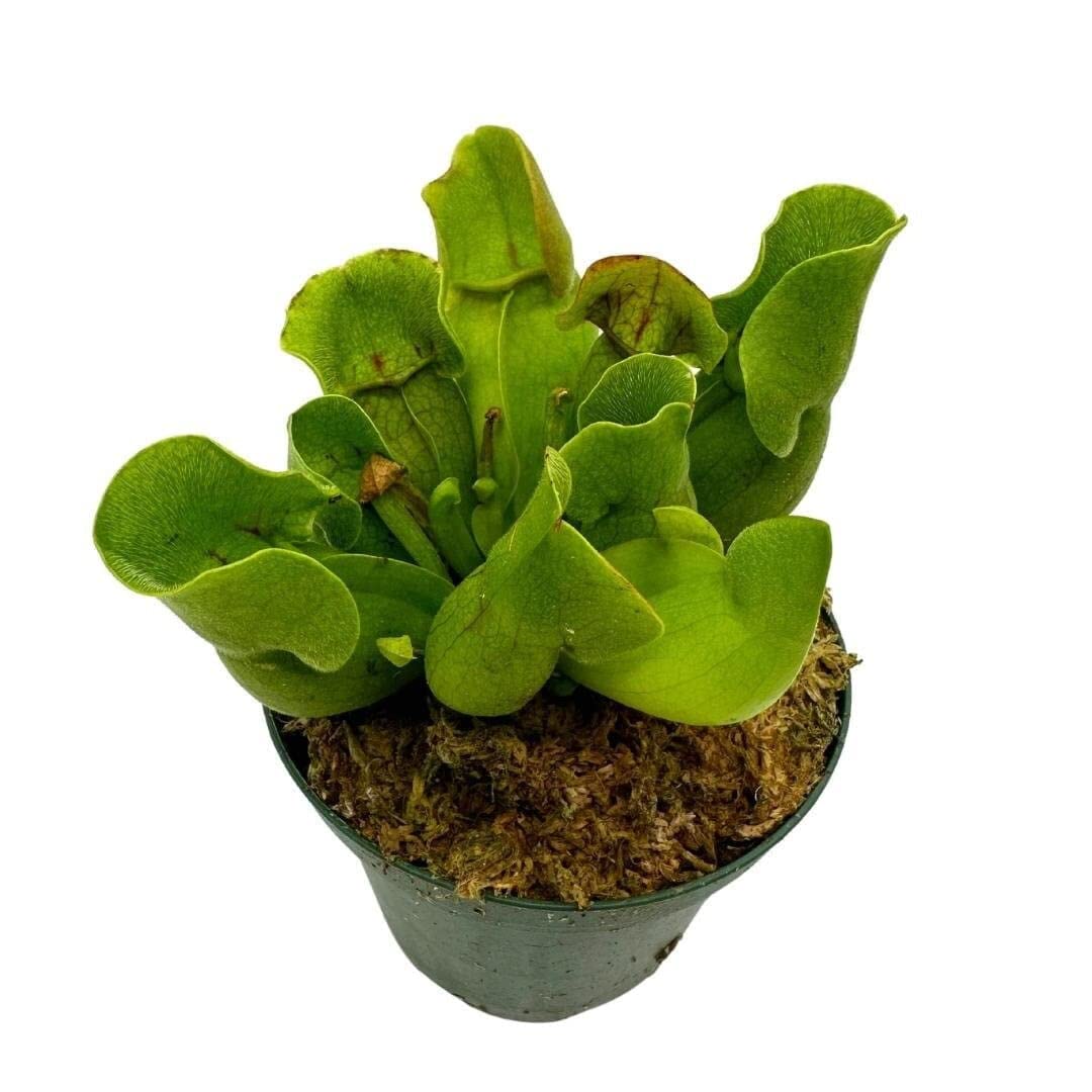 BubbleBlooms Jumbo Sweet Pitcher Plant, in a 3 Inch Pot, Carnivorous Plant, Sarracenia pitcherplant