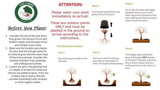Scarlet Beauty Plum Tree - Self Pollinating Live Fruit Plant Shipped 3 Feet Tall by DAS Farms