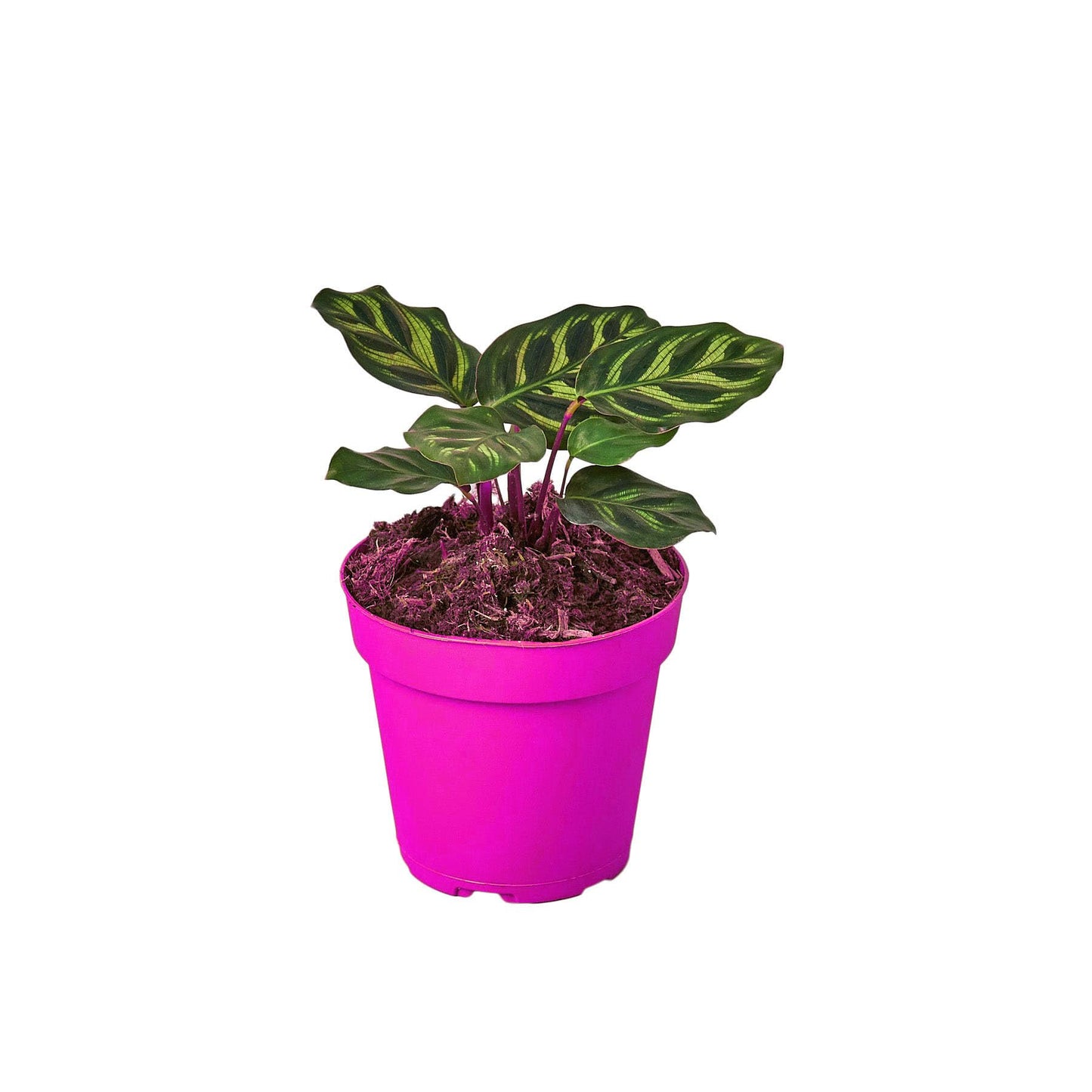Calathea 'Makoyana' in 4in Pot - Live Tropical Houseplant - Easy to Grow | Air Purifying | Pet Friendly | Variegated | USA Growers | The Snobby Leaf