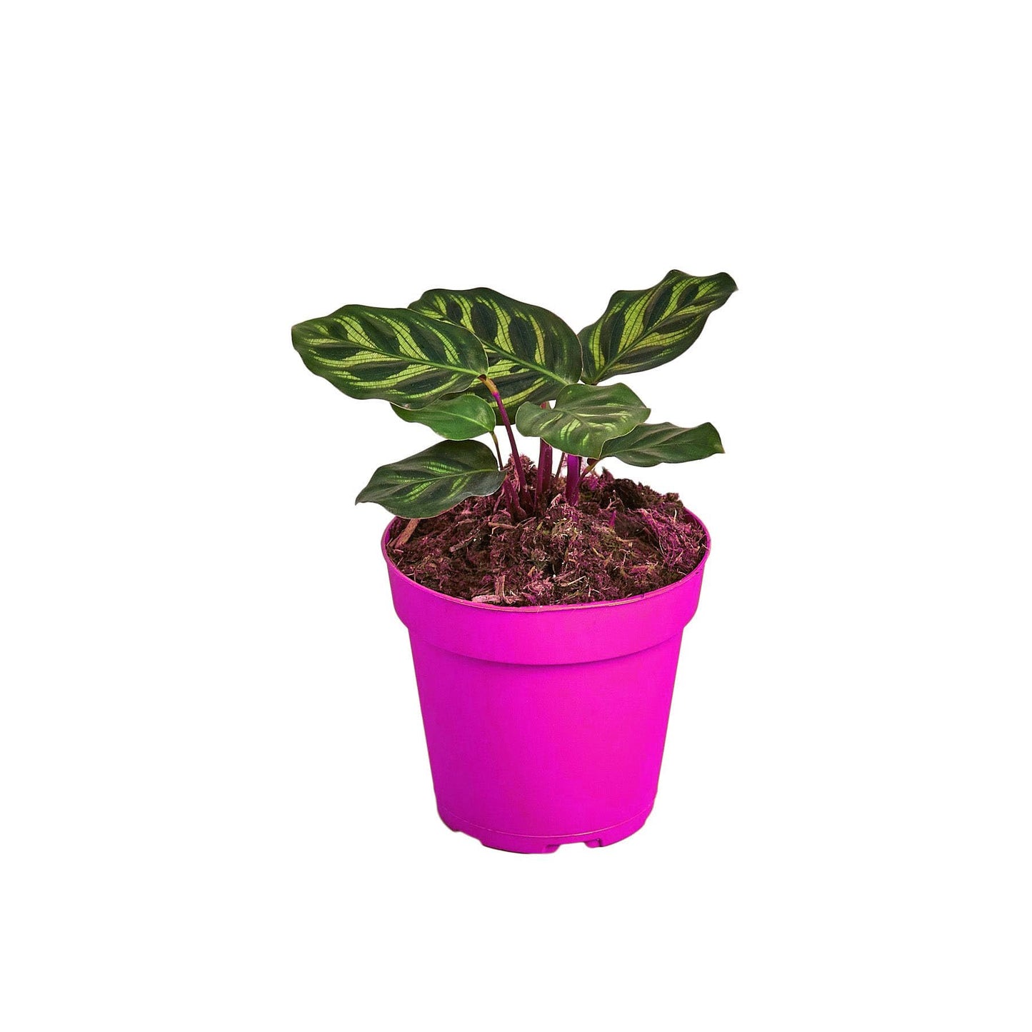 10 Pack Calathea 'Makoyana' - 4" Pot in 4in Pot - Live Tropical Houseplant - Easy to Grow | Air Purifying | Pet Friendly | Variegated | USA Growers | The Snobby Leaf