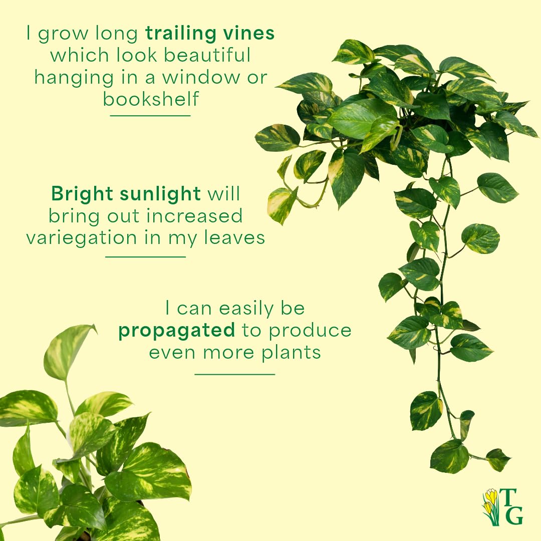 Thorsen's Greenhouse Golden Pothos, Live Indoor Vining Plant, Easy to Grow, Variegated Houseplant, Natural Air Purifier (Gold, 4-inch Pot)
