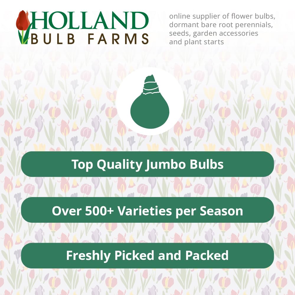 Visions Astilbe Flower Root - Attracts Butterflies and Hummingbirds - Deer Resistant - Good as Cut Flowers - Perennializing - Easy to Grow Live Plants - Outdoor Garden - Part to Full Shade