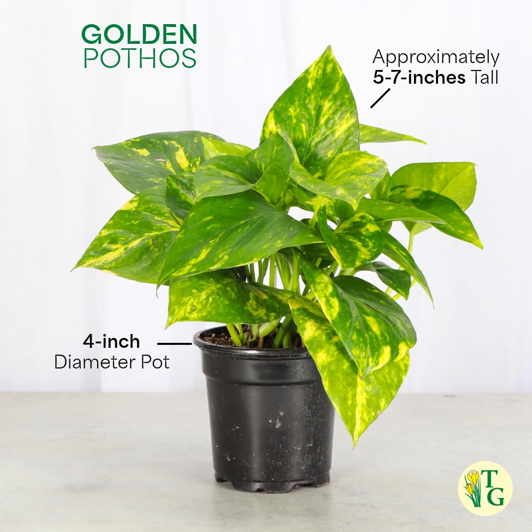 Thorsen's Greenhouse Golden Pothos, Live Indoor Vining Plant, Easy to Grow, Variegated Houseplant, Natural Air Purifier (Brushed Silver, 4-inch Pot)