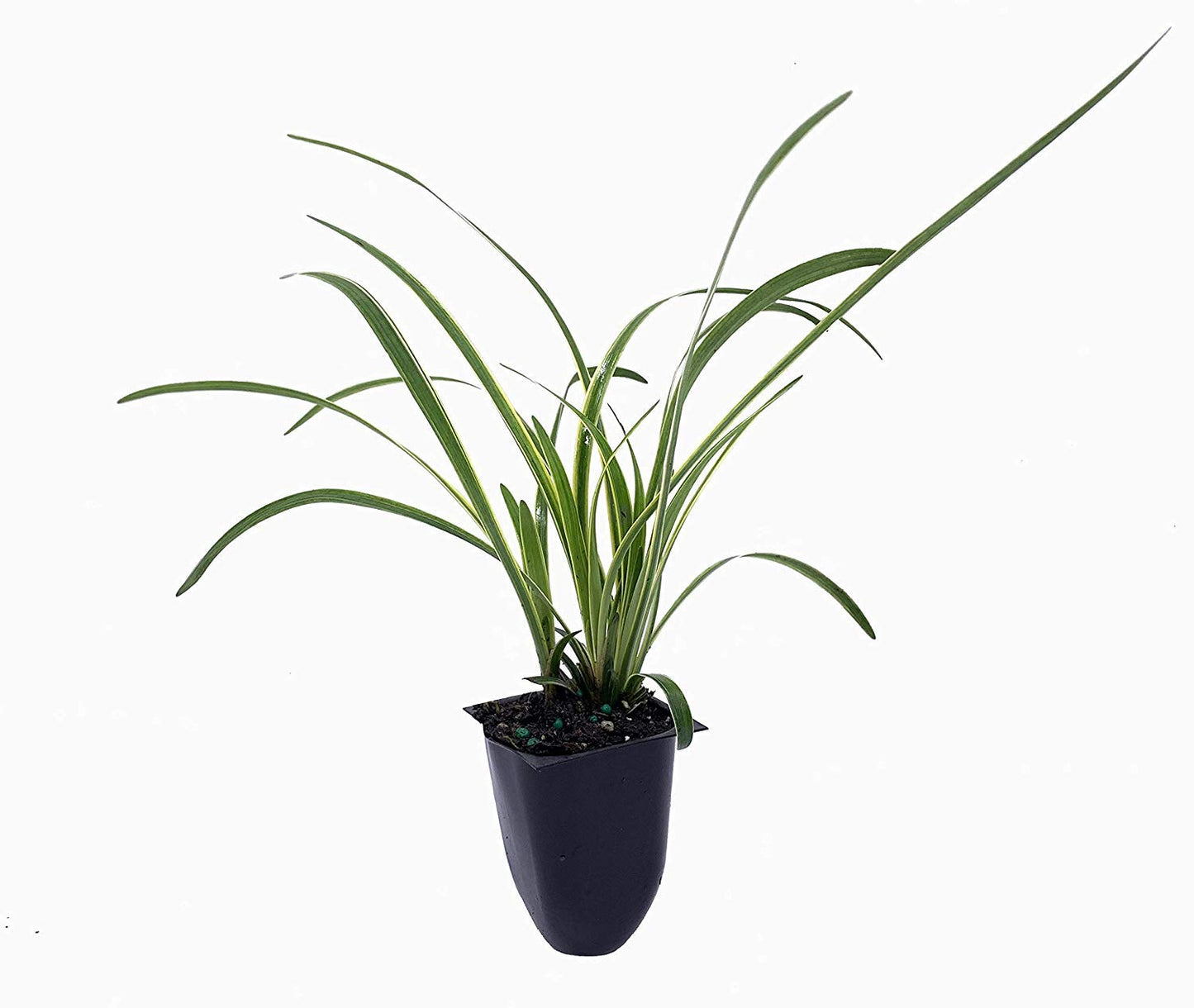 Variegated Liriope | 10 Live Plants | Liriope Muscari Variegata | Ornamental Ground Cover Plants | Evergreen Foliage