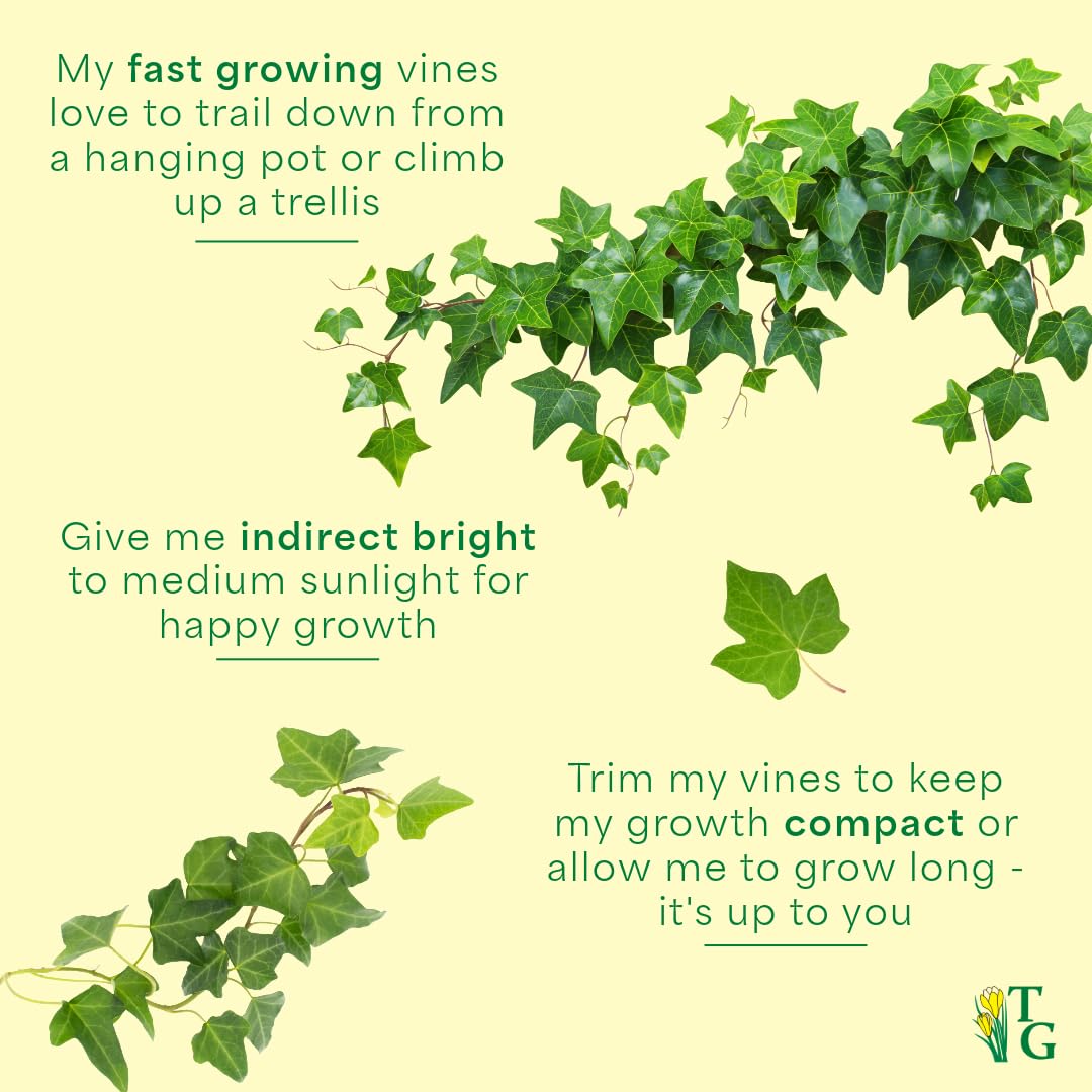 Thorsen's Greenhouse Live Green English Ivy Plant, Hedera Helix, Natural Air Purifier, Easy to Grow, Live Indoor Houseplant, 4" Diameter Pot (Terra Cotta)