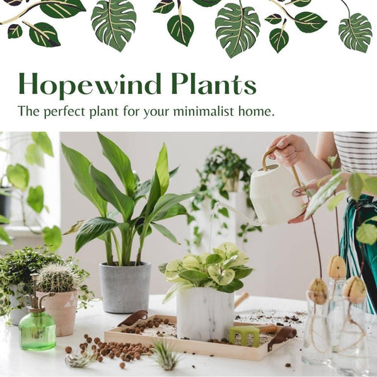 Live Plant,2Lemon Lime Maranta Prayer Plant, Pet Friendly, Air Purifying Plant, Easy Care, EasytoGrow Live Indoor Plant, Houseplant, Rare Indoor Plant, Home Décor 4 inch Pot by Hopewind Plants Shop