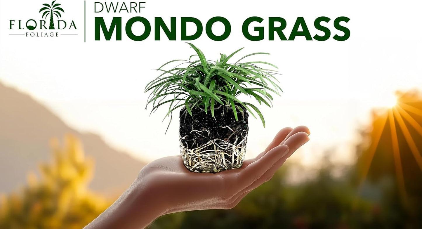 Dwarf Mondo Grass | 1 Large 4 Inch Pot | Ophiopogon Japonicus Nanus | Live Evergreen Shade Loving Groundcover