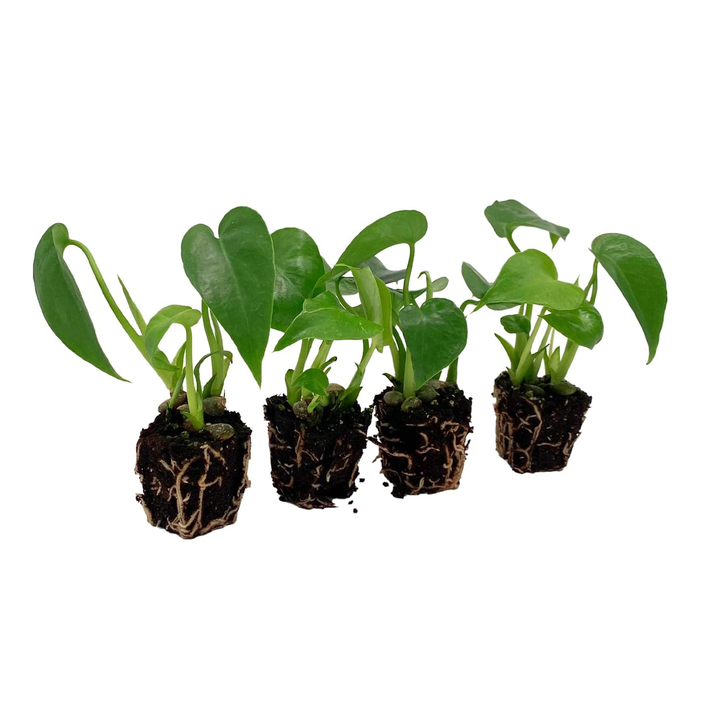 ragnaroc Monstera Deliciosa 2-4" 4ct – Live Plant for Indoor Outdoor Use, Garden & Landscaping – Live Arrival Guaranteed
